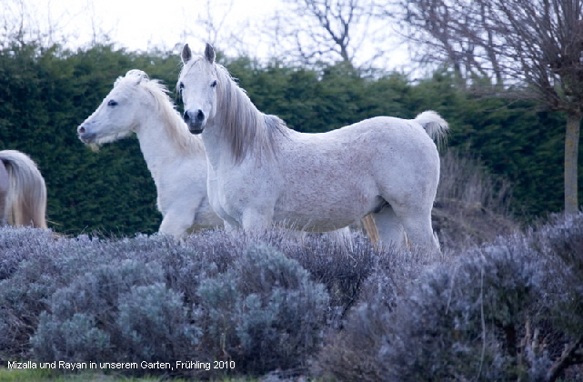 Mizalla und Rayan in unserem Garten, Fr�hling 2010